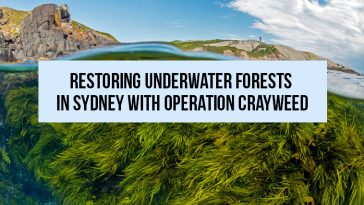 Restoring Underwater Forests in Sydney with Operation Crayweed