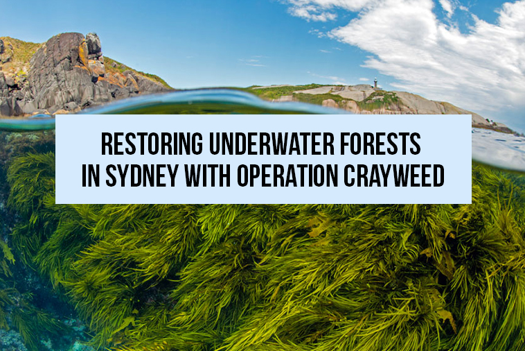 Restoring Underwater Forests in Sydney with Operation Crayweed