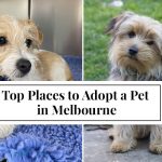 Top Places to Adopt a Pet in Melbourne