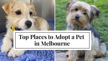 Top Places to Adopt a Pet in Melbourne