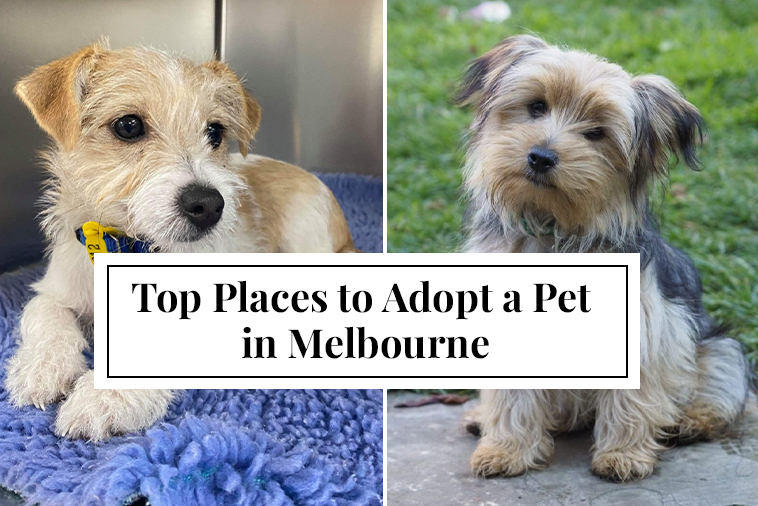 Top Places to Adopt a Pet in Melbourne, Australia A Guide to Finding Your Furry Companion